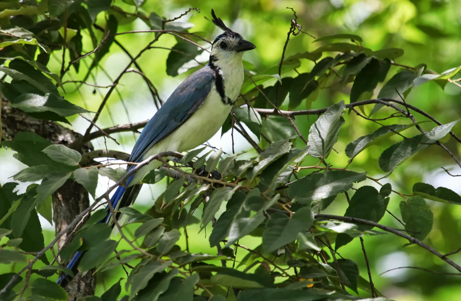 Instantes alados Costa Rica Urraca copetona