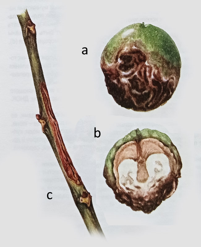 отвар перегородок грецкого ореха химический состав. водка с орехами. настой перепонок грецкого ореха. грецкий орех миома. орехи в тарелке png.