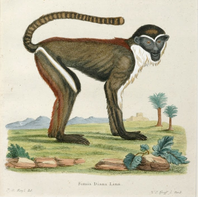 origine image : https://antiqueprintmaproom.com/simia-dianna-linn