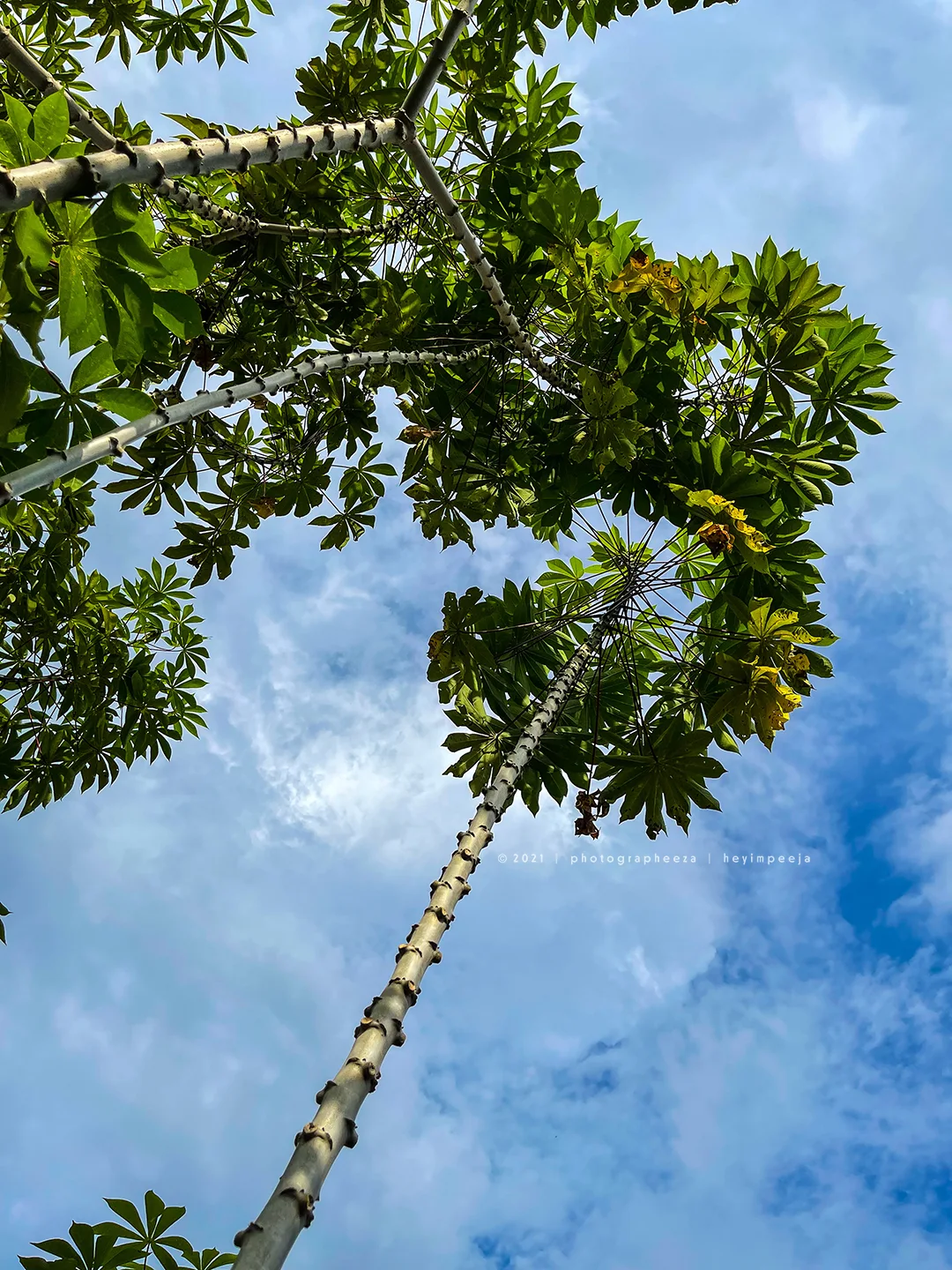 Pokok Ubi Kayu