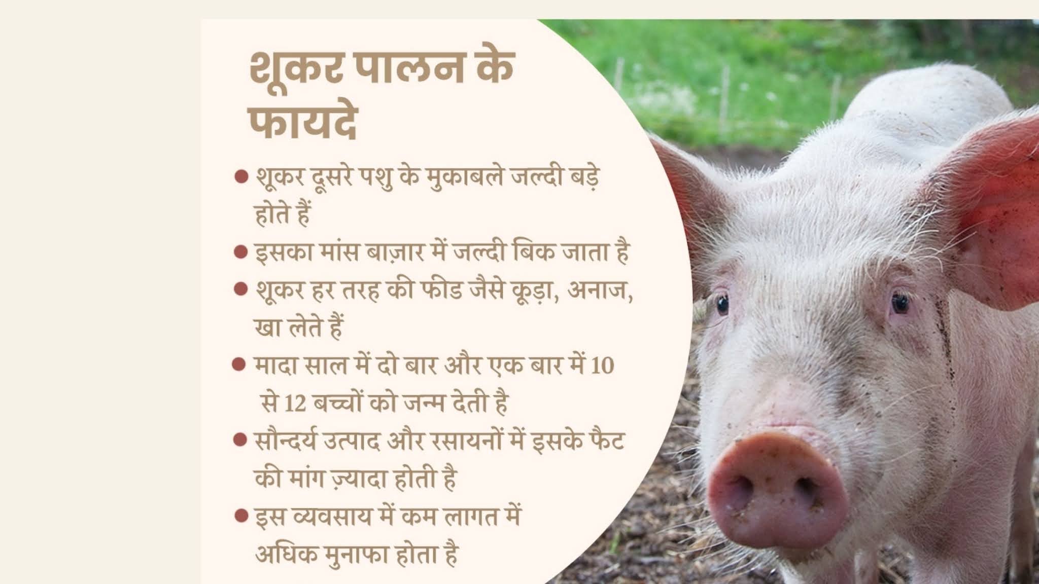 Pig farming in hindi : सूकर पालन में है लाखों का मुनाफा, सूअर पालन कैसे करें?