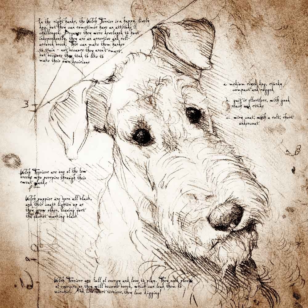 Design Stack A Blog about Art, Design and Architecture Cats and Dogs