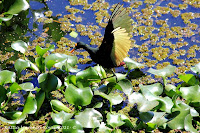 Gallito de agua ó cirujano ó Jacana centroamericana, Northern Jacana, Jacana spinosa