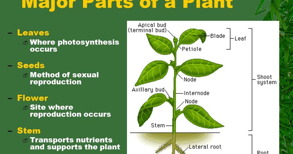 Plants structure and functions