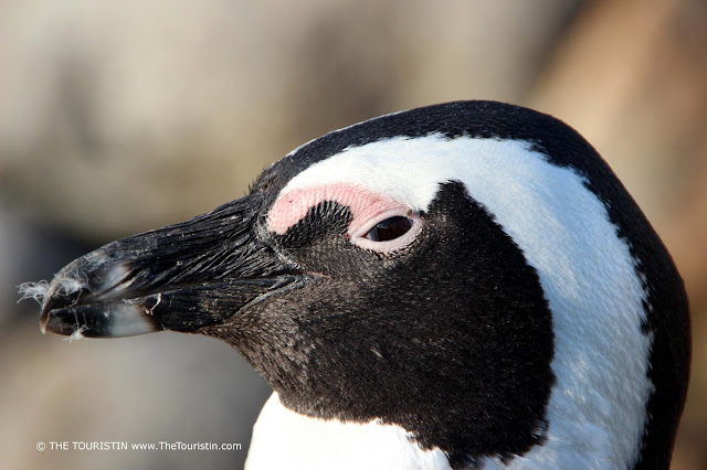 One side of the head of a black-white penguin, eye open and a few white feathers around its beak..