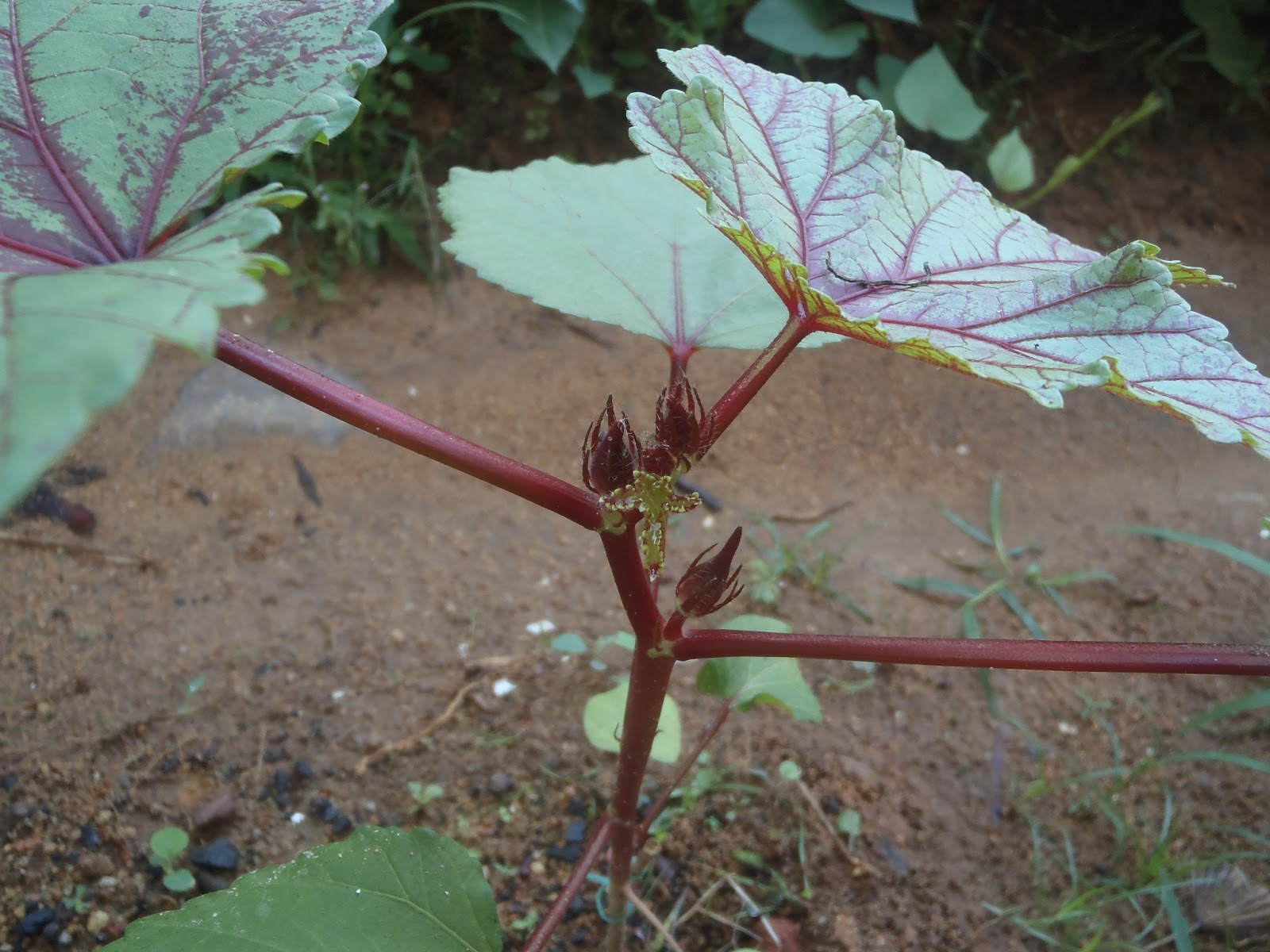 My Farming Footprints Red okra Vs Green okra