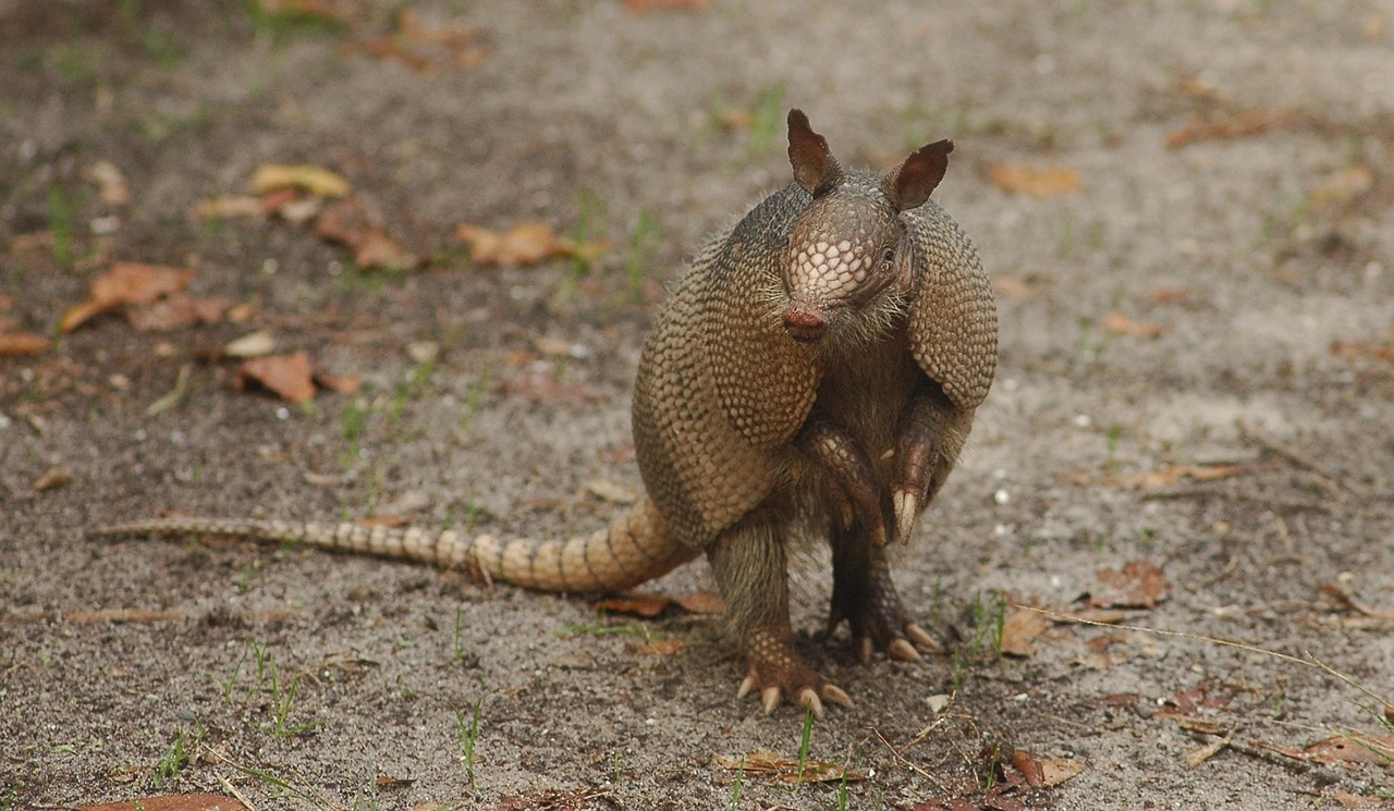 Armadillos have armour