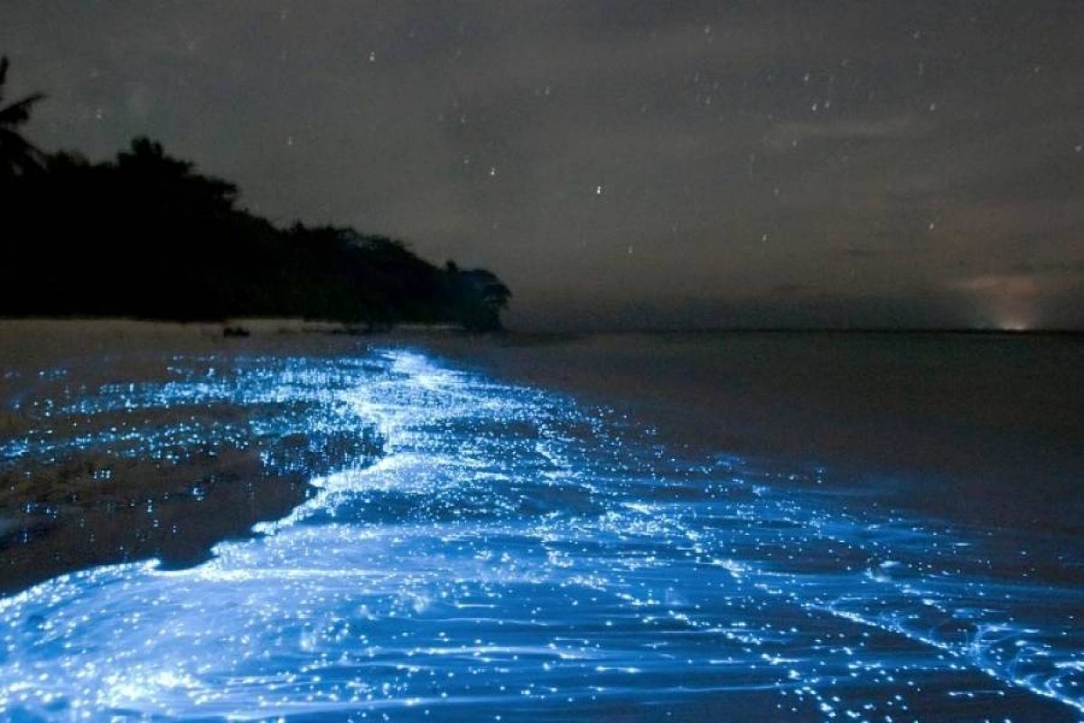 Bioluminescent Bays Puerto Rico