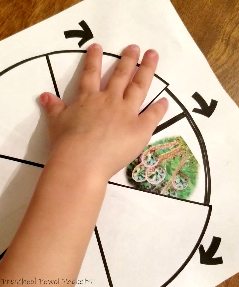 Fern Life Cycle - Plant Theme Preschool Activity | Preschool Powol Packets