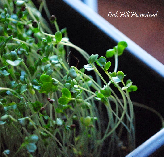 How to grow broccoli sprouts indoors for fast, nutritious food.