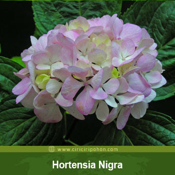 ciri ciri pohon tanaman bunga hortensia