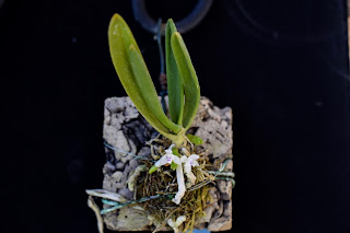 , Tuberolabium woodii, diarid'orchidee