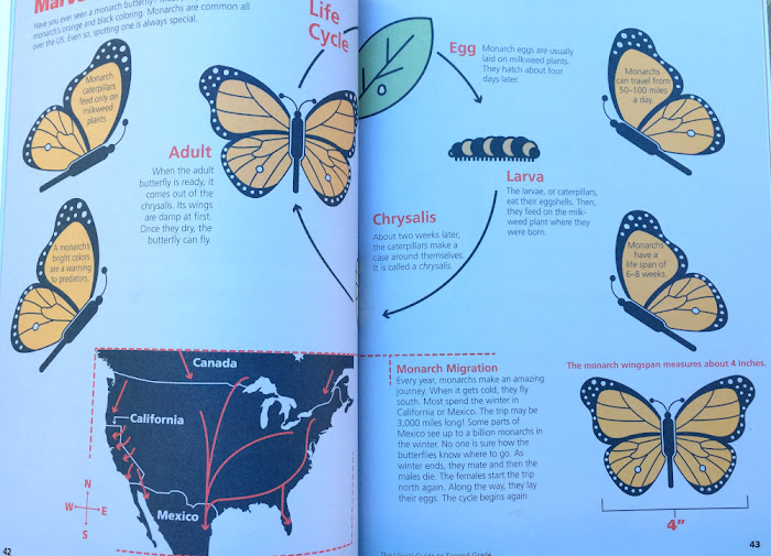 Page showing monarch butterfly life cyle and migration patterns.