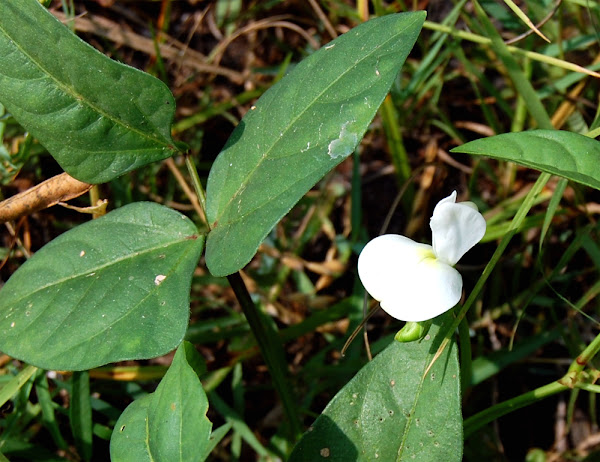 black eyed peas, how to grow black eyed peas, growing black eyed peas, guide for growing black eyed peas, tips for growing black eyed peas, growing black eyed peas organically, growing black eyed peas in home garden, growing black eyed peas organically in home garden