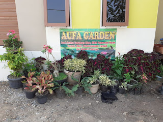 Aufa Garden Banjarmasin Menjual aneka tanaman hias murah