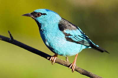 Dacnis cayana (Macho)