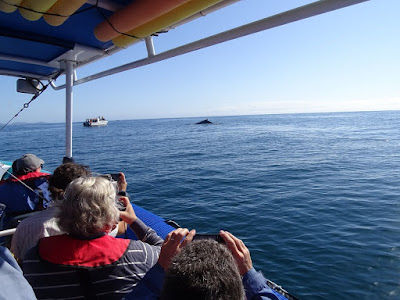 Whale Watching Brunswig Heads