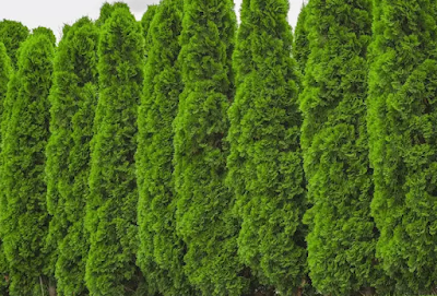 Holmstrup Arborvitae Growth Rate, Pruning, Spacing