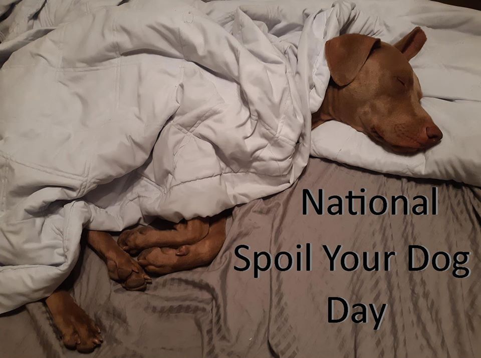 National Spoil Your Dog Day National Spoil Your Dog Day