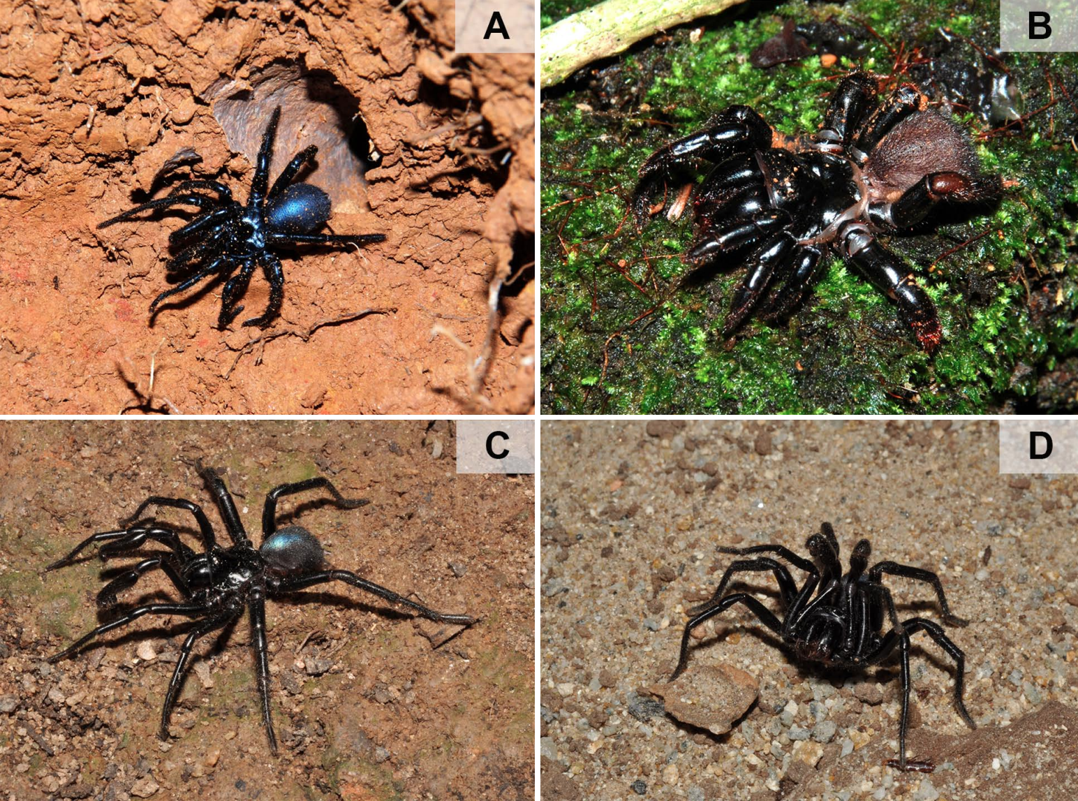 Species New to Science [Arachnida • 2020] Taxonomic Revision of the