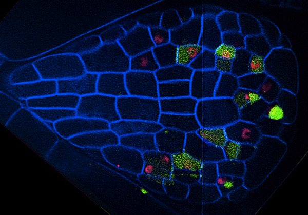 صورة مجهرية متحد البؤر لورقة أرابيدوبسيس صغيرة ، مع علامة تحدد الخلايا وعلامات أخرى تشير إلى الخلايا الفتية من سلالة الثغور (الخلايا التي ستؤدي في النهاية إلى ظهور الثغور ، والصمامات الخلوية المستخدمة لتبادل الغازات).