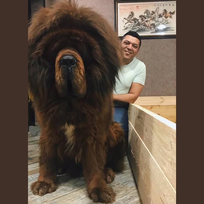 Tibetan mastiff size | The male specimens are high at the withers at least 66 cm and can weigh between 40 and 68 kg, while the females reach 62 cm in height for a weight that can go between 30 and 54 kg.  