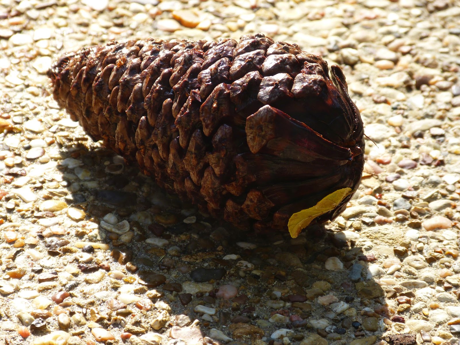Paula's Primary Classroom: Pine cone science