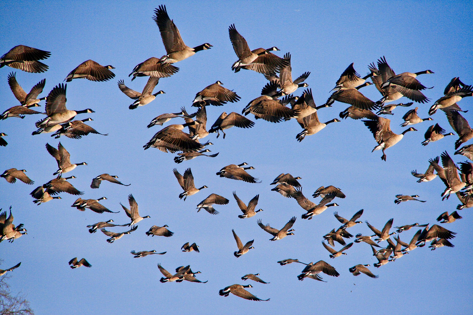 VIDEO of SEP 21st Community Program: Why Birds Flock ~ Morro Coast Audubon  Society