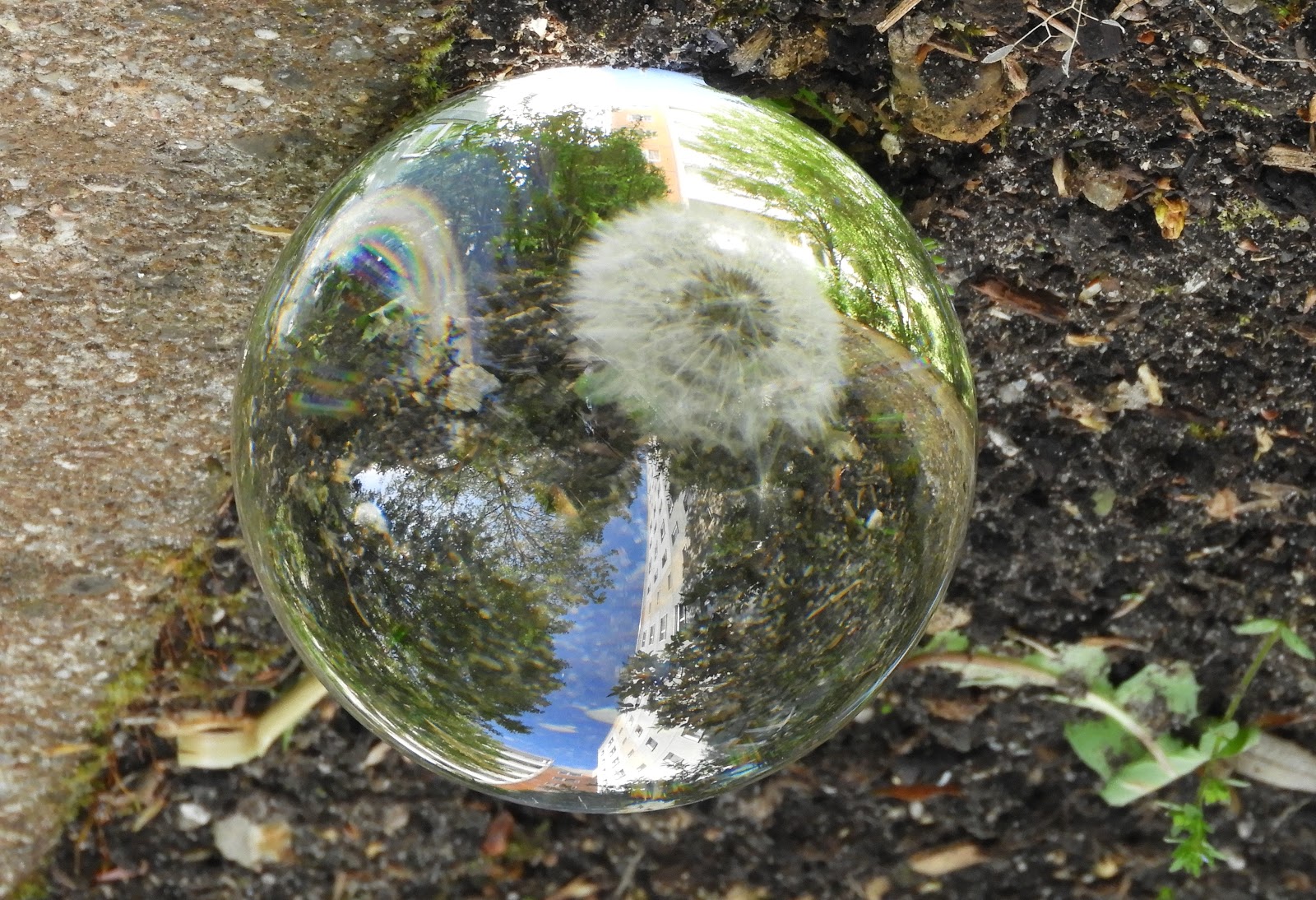 Von Menschen und Bäumen Die Welt in der Kugel