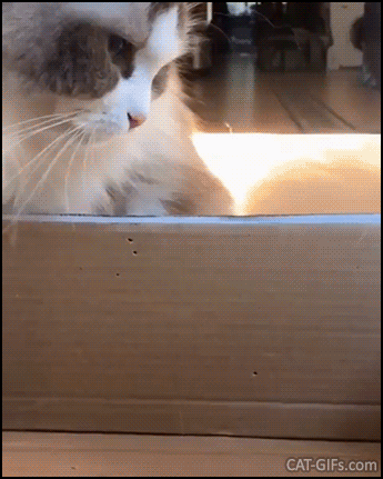 Cute Cat GIF • Kind cat helps hamster to climb up box. Easier with a little help from your friend 😺 Cute Cat GIF • Kind cat helps hamster to climb up box. Easier with a little help from your friend 😺