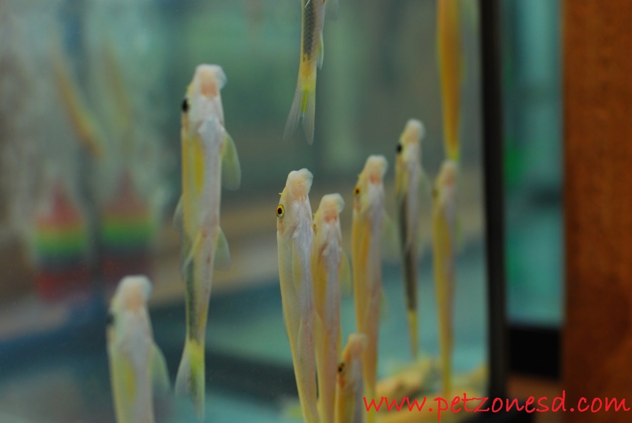 Gambar Dan Foto Chinese Algae Eater Pembersih Aquascape Yang Mengerikan
