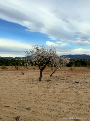 Prunus dulcis