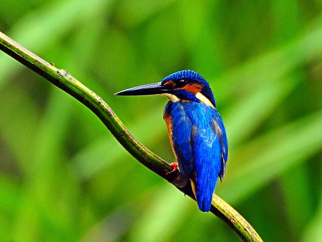 Thattekad Wildlife Sanctuary, Kerala