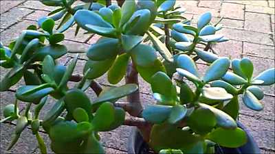 The Jade Plant Propagation