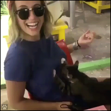 Funny Cat GIF • Crazy cat kneading hard boobs. He wants some milk. His human is laughing! Funny Cat GIF • Crazy cat kneading hard boobs. He wants some milk. His human is laughing!