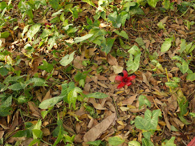 Red silk-cotton (Bombax ceiba, kapot) flower on the ground