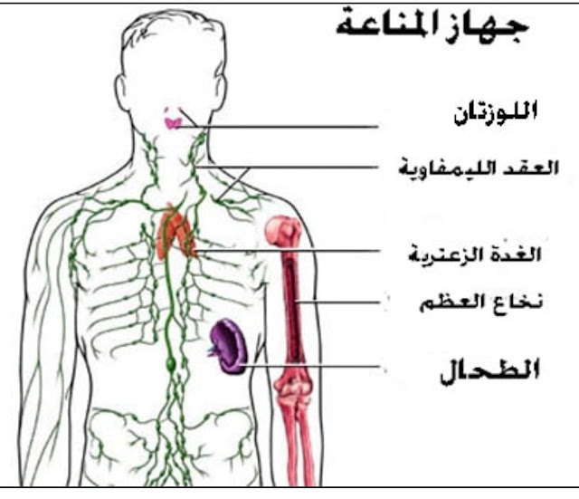 نصائح لتجنب عدوى المناعة أثناء الشتاء