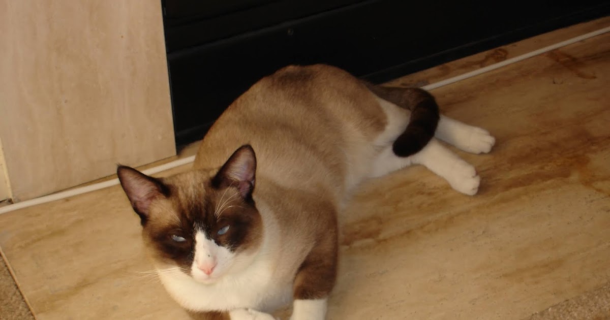Snowshoe Cat History, Character, Health, Breeding & more