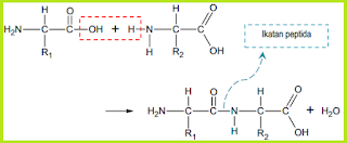 ikatan peptida