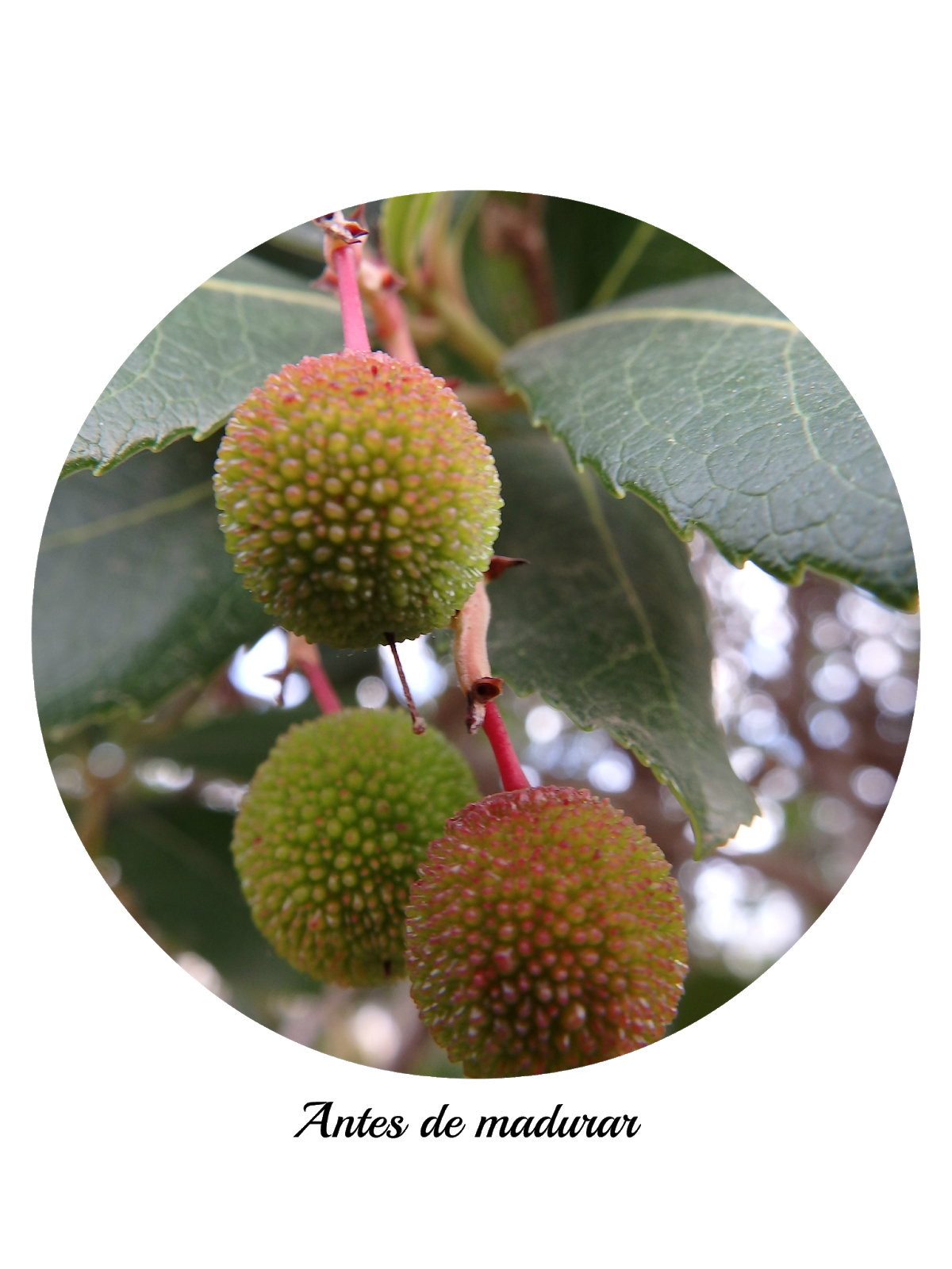 Arbutus unedo (Madroño, Aborio, Albedro, Árbol de las fresas Etc.)