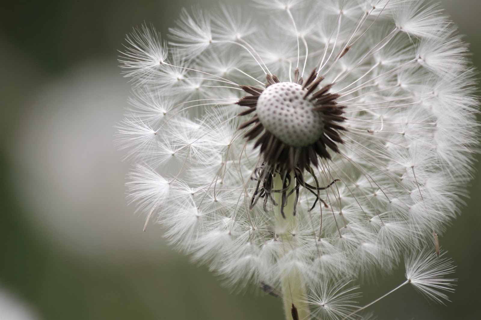 White And Shabby Back Again