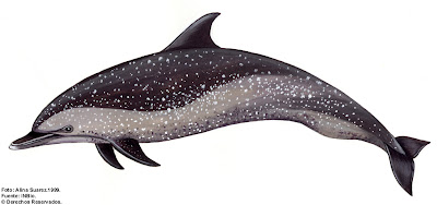 delfin pintado Stenella attenuata