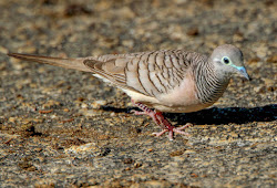 All Of The County Of Kings The Play Suara Burung Perkutut