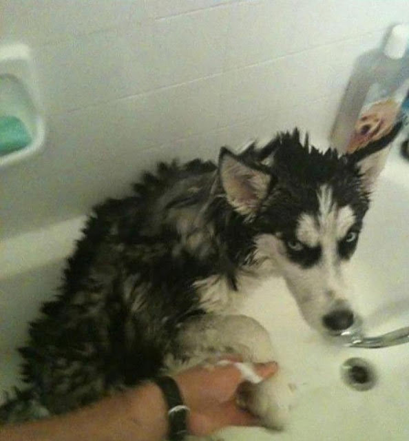 Biểu cảm xấu phát hờn của những con vật khi bị lôi đi tắm