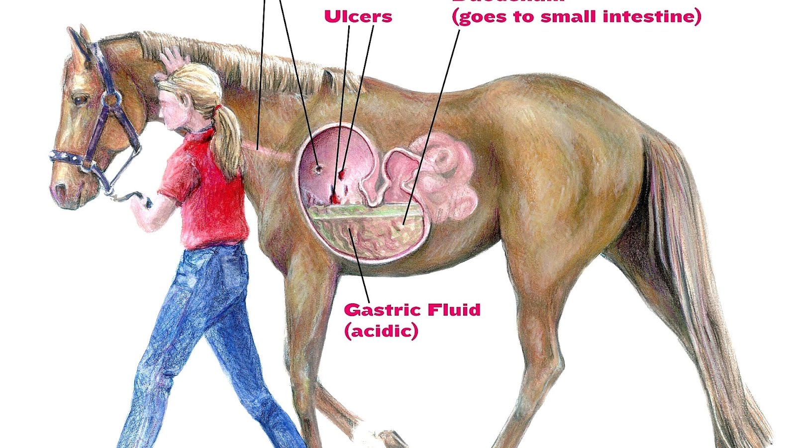 Equine gastric ulcer syndrome Horse Horse Choices