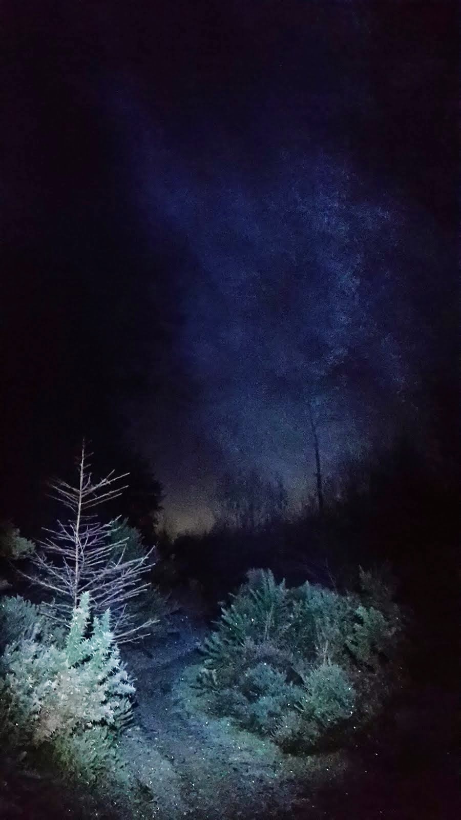 Night running in the forest