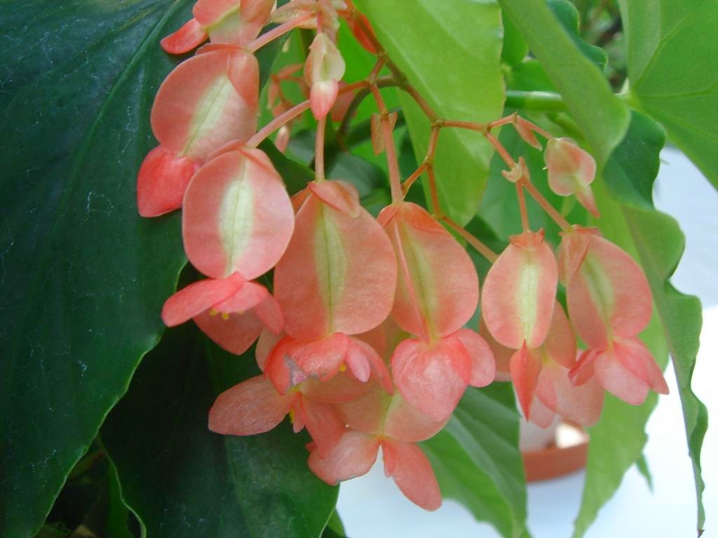 Бегония япония