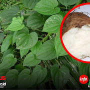 Info Herbal: Mengenal Kandungan dan Manfaat Umbi Gembili