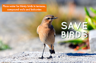 SAVE BIRDS THIS SUMMER KEEP WATER IMAGES