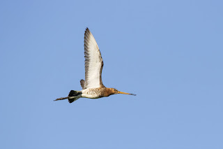 bar-tailed godwit